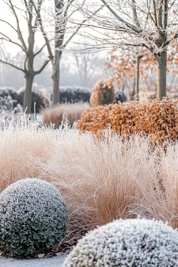 Jardin d'hiver, arbustes et vivaces persistantes