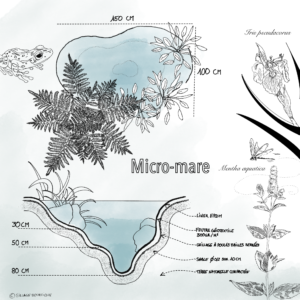 illustration_micro_mare