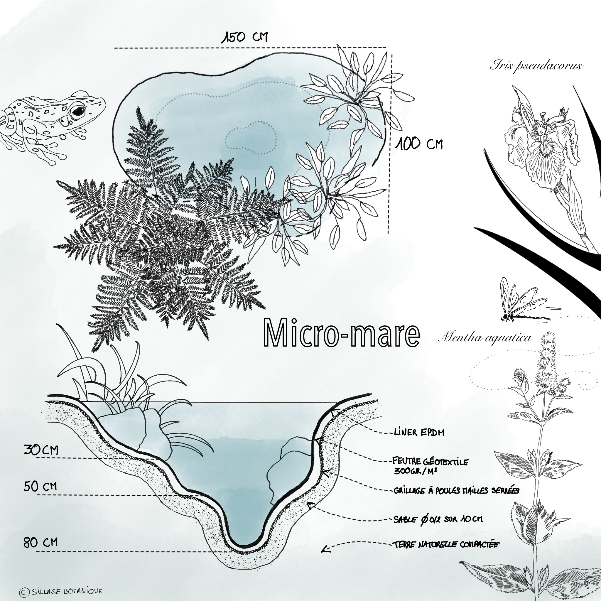 illustration_micro_mare