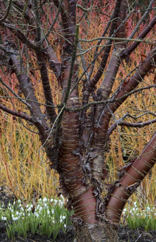 Jardin d'hiver écorce Prunus serulata