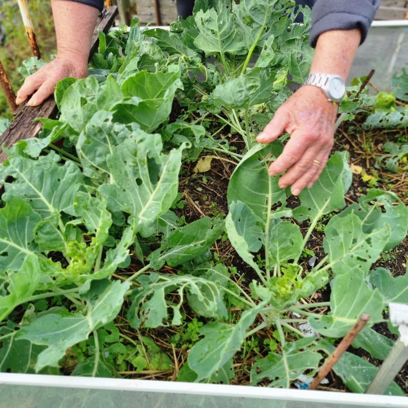 Visite de jardin - jardin punk