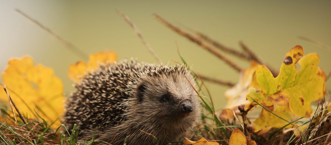 Automne Hérisson