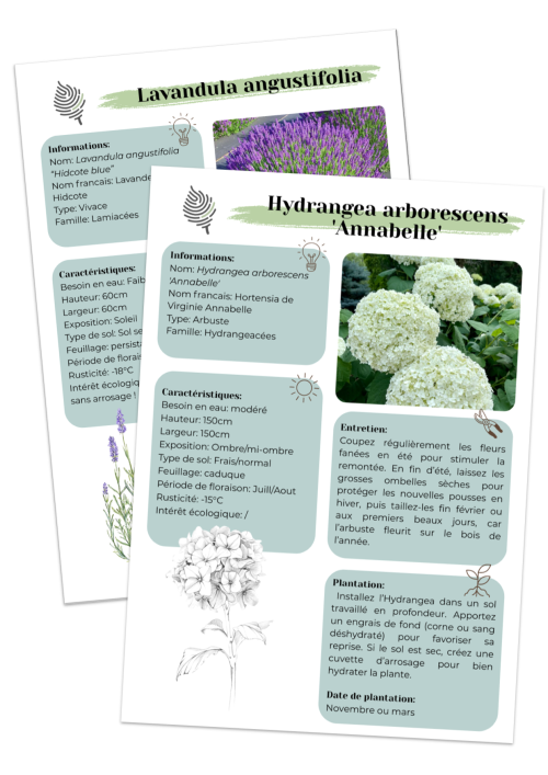 Fiches conseils plantes