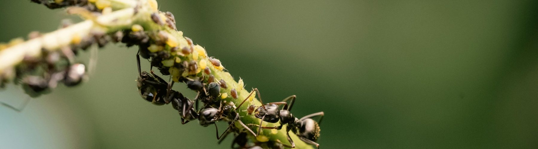Fourmis pucerons tige