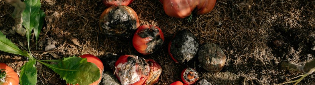 Mildiou tomates
