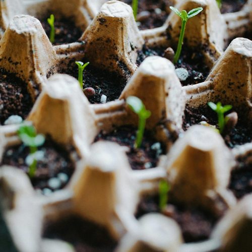 Boite d'oeufs recycling